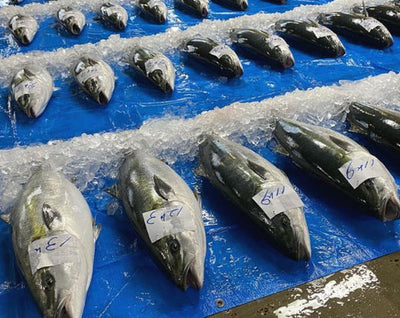 年に一度の、朝獲れ当日出荷。「天然能登寒ぶり」2025年度受付スタート。お刺身さくお取り寄せ